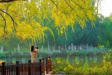 糖心vlog苹果商店版-糖心vlog，苹果商店的新星